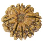 8 Mukhi Rudraksha Bead from Nepal, Eight Faced Rudraksha Bead, Buy Online Original Aath Mukhi - Collector Bead, Ruling Planet Rahu