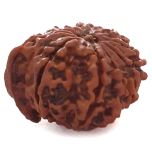 (20.95mm) 9 Mukhi Ganesh Rudraksha Bead | Buy Online Nine Faced Ganesh Energised Rudraksha Bead from Nepal - 5