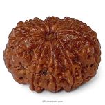 (25.64mm) 9 Mukhi Rudraksha Super Collector Bead | Nau Mukhi, Nine Faced Rudraksha from Nepal | Benefits of 9 Mukhi Super Collector Rudraksha