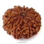 (27.92mm) 9 Mukhi Rudraksha Super Collector Bead | 9 Mukhi Rudraksha Bead | Nau Mukhi, Nine Faced Nepali Rudraksha |Energised and Original  9 mukhi Shiva Bead