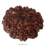 (29.52mm) 9 Mukhi Rudraksha Super Collector Bead | 9 Mukhi Rudraksha Bead | Nau Mukhi, Nine Faced Rudraksha from Nepal |  Authentic Pure Natural 9 Mukhi - Super Collector Rudraksha Bead