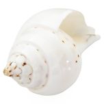 Natural Jal Sankha | Vamavarti Left Handed Natural Shankh Conch Shell To Offer Water To God | White Conch Shell Pooja Jal Sankha | Small