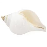 Natural Jal Shankh | Vamavarti Left Handed Natural Sankha Conch Shell To Offer Water To God | White Conch Shell Jal Sankha | Large