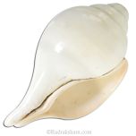 Vamavarti Shankha ( Conch ) Large, Left handed Conch shell, Natural Vamavarti Blowing Shankh / Sankh