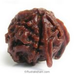 Ganesh Rudraksha Bead with 2 Trunks 100% Original Trunk Ganesha Rudraksha Bead from Nepal -5