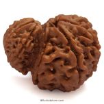 Garbh Gauri Rudraksha Collector Bead 100% Natural Original Energised Pure and Spiritual Bead from Nepal