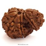 Garbh Gauri Rudraksha Bead from Nepal | 100% Natural Original Energised Pure and Spiritual Bead