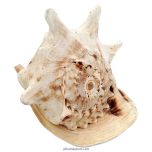 Gaumukhi Shankh - Gaumukhi Conch Shell, Blowing Gaumukhi Shell, Cow Face Gomukhi Conch Shell, Natural And Exclusive Gaumukhi Shell