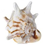 Gaumukhi Conch Shell, Blowing Gaumukhi Shell, Cow Face Gomukhi Conch Shell, Natural And Exclusive Gaumukhi Shankh, Panch Mukhi Shankh