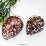 Buy Natural Tiger Cowry / Kaudi Sea Shells 2 Pcs, Cypraea Tigris Leopard Spotted Cowries Shell, Brown And White Kauri / Kaudi Sea Shells for Home, Fertility, Wealth, Prosperity