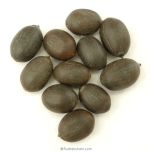 Wholesale Pack of 10 Sets - Loose Kamal Gatta Beads / Lotus Seed Beads without Hole, Black Lotus Beads for Maha Lakshmi Pooja, Each set of 11 Kamal Gatta Beads Total 110