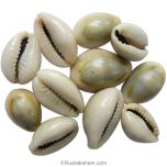 Kauri Beads - Cowry Shell, Grey Kaudi, Grey Cowries, Sea Shells, 11 Kaudi Set / 11 Cowries for Lord Kuber And Goddess Lakshmi