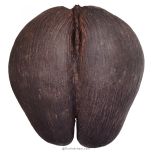 Khappar - Original Fruit Coco De Mer | Natural Pair of Khappar - Original Coconut Kamandal
