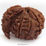 Savar Rudraksha Bead From Nepal | 100% Original Natural and Energised Savar Naag Rudraksha Bead