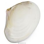 Seashell Seep, Real Natural Sea Shell, Scallop Shell, Big Seep Shell, Mother of Pearl Shell