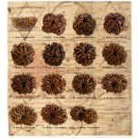 Rudraksha Beads Set from 1 to 14 Mukhi | Super Collector Rudraksha Beads Set from Nepal Bhoj Patra Rudraksha Yantra For Pooja Place