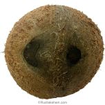 Two Eye Coconut Nariyal - Large, Original and Energised Two Eyed Coconut, Puja Nariyal, Goddess Mahalakshmi Cococnut
