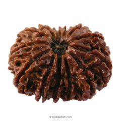 (29.95mm) 13 Mukhi Rudraksha Super Collector Bead | 13 Mukhi Rudraksha Bead | Terah Mukhi - Thirteen Faced - Rudraksha from Nepal 100% Authentic Pure Natural - Super Collector Bead