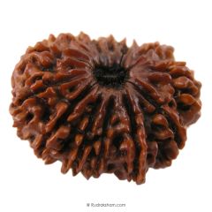 (30.22mm) 13 Mukhi Rudraksha Super Collector Bead | 13 Mukhi Rudraksha Bead | Terah Mukhi - Thirteen Faced - Rudraksha from Nepal 100% Authentic Pure Natural - Super Collector Bead