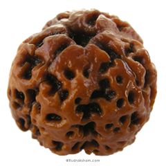 (20.20mm) 3 Mukhi Rudraksha Super Collector Bead | 3 Mukhi Rudraksha Bead | Teen Mukhi - Three Faced Rudraksha from Nepal |100% Authentic Pure Natural - Super Collector Bead