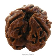 (20.28mm) 3 Mukhi Rudraksha Super Collector Bead | 3 Mukhi Rudraksha Bead | Teen Mukhi - Three Faced Rudraksha from Nepal | 100% Authentic Pure Natural - Super Collector Bead