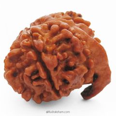 (22.42mm) 10 Mukhi Ganesh Rudraksha Bead From Nepal | Ten Faced,  Dus Mukhi Rudraksha with Ganesha Trunk - 4