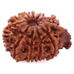 (24.39mm) 10 Mukhi Ganesh Rudraksha Bead From Nepal, Buy Online Natural Energised And Pure Ten Mukhi Ganesh Trunk Rudraksham - 5