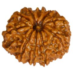  10 Mukhi Rudraksha Bead from Nepal | Dus Mukhi, Ten Faced Original Energised and Authentic Rudraksha Bead, Buy Online