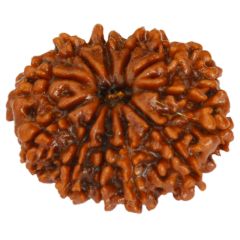 11 Mukhi Rudraksha Bead Online | Original and Energised Eleven Mukhi Rudraksha, 11 Faced Bead Benefits