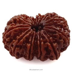 (35.34mm) 13 Mukhi Rudraksha Super Collector Bead | 13 Mukhi Rudraksha Bead | Terah Mukhi - Thirteen Faced - Rudraksha from Nepal 100% Authentic Pure Natural - Super Collector Bead