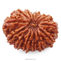 (31.34mm) 14 Mukhi Rudraksha Super Collector Bead | 14 Mukhi Rudraksha Bead | Chaudah Mukhi - Fourteen Faced - Rudraksha From Nepal 100% Authentic Pure Natural - Super Collector Bead