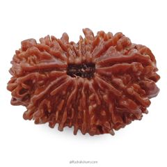 (32.35mm) 14 Mukhi Rudraksha Super Collector Bead | 14 Mukhi Rudraksha Bead | Chaudah Mukhi - Fourteen Faced - Rudraksha From Nepal 100% Authentic Pure Natural - Super Collector Bead