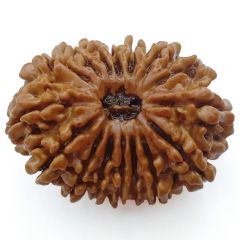 16 Mukhi Rudraksha Bead From Nepal Authentic Energized Natural Nepal Bead | Sixteen faced Rudraksha