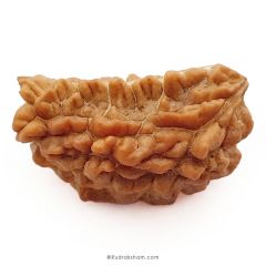 1 Mukhi Rudraksha Bead | Ek Mukhi Rudraksha Indian Origin One Mukhi Rudraksha Bead Kaju Dana Rudraksha | High Quality 