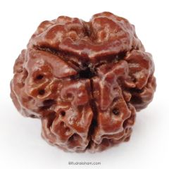 (19.53mm) 3 Mukhi Rudraksha Super Collector Bead | 3 Mukhi Rudraksha Bead | Teen Mukhi, Three Faced Rudraksha from Nepal | Energised and Pure Super Collector 3 Mukhi Bead