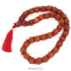 ( 23-24mm ) 5 Mukhi Giant Rudraksha Bead Kantha Mala Necklace 37 Beads | High Quality Giant Collector Grade Rudraksha Beads