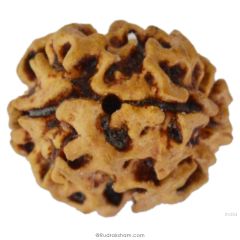 2 Mukhi Rudraksha Bead |Two faced Rudraksha Bead Online Do Mukhi Indian / Nepal Bead Natural and Pure