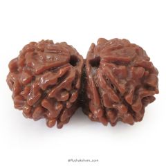 32.70 mm Gauri Shankar Naag Rudraksha Bead | 10 Mukhi Gauri Shankar Rudraksha | Gauri Shankar Rudraksha 10 Mukhi | Shiva Parvati Nepal Bead | Original Energised 100% Natural Bead