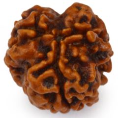  3 Mukhi Rudraksha Bead | Original Three Faced Nepal Rudraksha Bead | Authentic Rudraksha Teen Mukhi