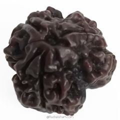 (20.40mm) 3 Mukhi Rudraksha Super Collector Bead | 3 Mukhi Rudraksha Bead | Teen Mukhi - Three Faced Rudraksha from Nepal | Effects of Three faced  Super Collector Rudraksha Bead