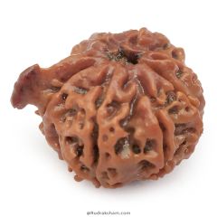 (20.43mm) 8 Mukhi Ganesh Rudraksha Bead | Eight Faced Ganesha Trunk Rudraksha From Nepal