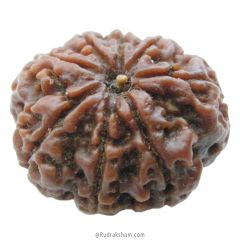 (26.53mm) 8 Mukhi Rudraksha Super Collector Bead | Aath Mukhi Rudraksha Bead | Original 8 Mukhi Rudraksha Online at Best Price - Super Collector Bead