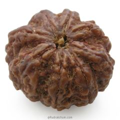 (27.58mm) 8 Mukhi Rudraksha Super Collector Bead | 8 Mukhi Rudraksha Bead | Buy Online Energised and Original Aath Mukhi, Eight (8) Faced Rudraksha from Nepal - Super Collector Bead