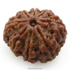 (28.00mm) 8 Mukhi Rudraksha Super Collector Bead | 8 Mukhi Rudraksha Bead | Aath Mukhi, Eight Faced Rudraksha Nepal Bead | Buy Online at Best Price 8 Mukhi  - Super Collector Rudraksha Bead