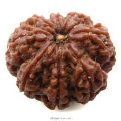 (28.36mm) 8 Mukhi Rudraksha Super Collector Bead | 8 Mukhi Rudraksha Bead | Aath Mukhi, Eight Faced Rudraksha from Nepal Energised Authentic Pure Natural - Super Collector Bead