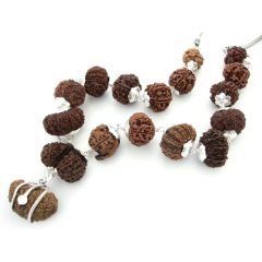 1-14 Mukhi Fine Rudraksha Beads Kantha Mala With Gauri Shankar and Ganesh | Siddh Rudraksha Kantha with Silver Chain | Configuration - 2