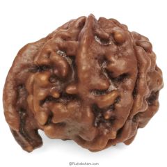 (23.25mm) Ganesh Rudraksha Bead | Authentic and Genuine Nepal Five Faced Ganesha Rudraksha 