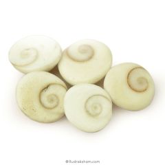 Gomati Chakra Shells from Gomti River, Natural and Original Gomti Chakra for Vastu and Pooja, Pack of 10 sets of 5 pieces each, 50 Gomati Chakra