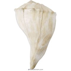 Right Hand Conch Shell Extra Large