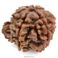 (23.89mm) Ganesh Rudraksha Bead | Authentic and Genuine Nepal Six Faced Ganesha Rudraksha 